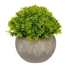 Растение в кашпо, H12x12см, зеленый в интернет-магазине флористических аксессуаров Азалия Декор