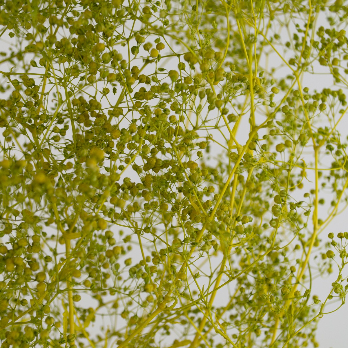 Набор Гипсофилы 50гр, 60 см, зеленый в интернет-магазине флористических аксессуаров Азалия Декор