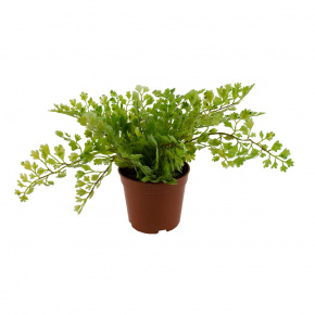 Папоротник в пластиковом кашпо, 16см, зел. в интернет-магазине флористических аксессуаров Азалия Декор