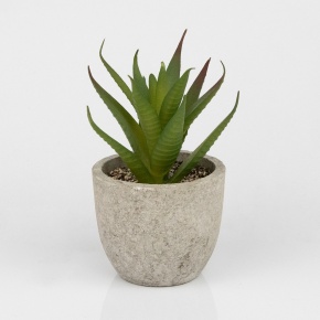 Суккулент в кашпо (бетон), D8xH12см, зеленый в интернет-магазине флористических аксессуаров Азалия Декор