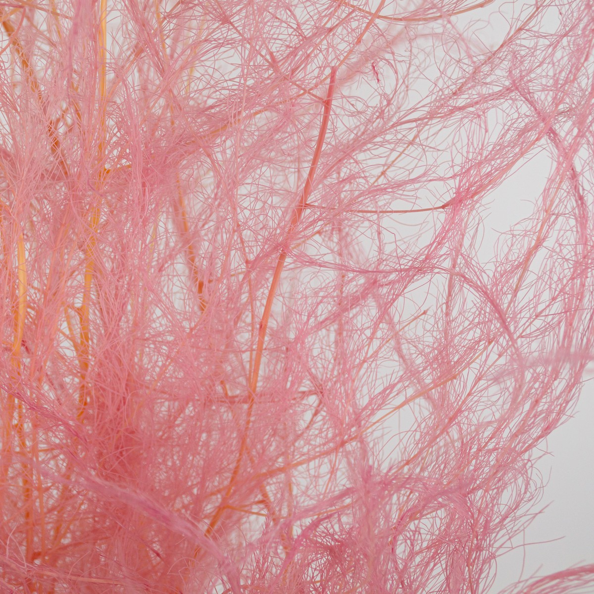 Набор аспарагуса 80гр, 80-100 см, светло-розовый в интернет-магазине флористических аксессуаров Азалия Декор