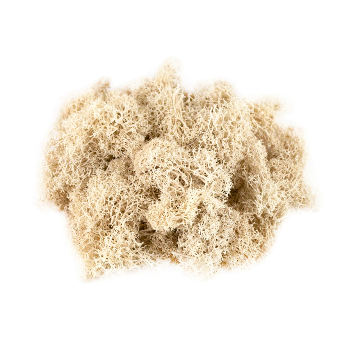 Мох ягель 100гр., белый в интернет-магазине флористических аксессуаров Азалия Декор