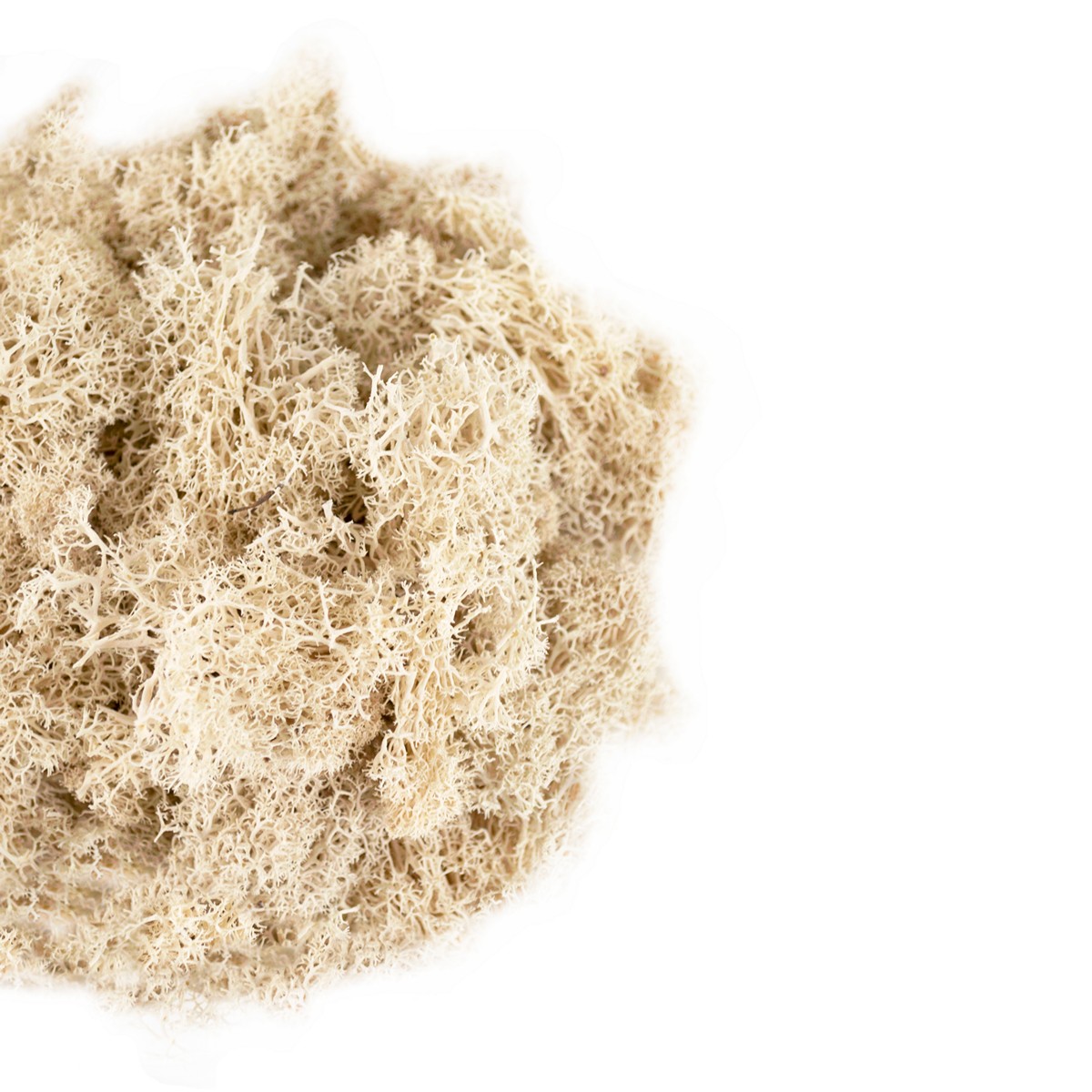 Мох ягель 100гр., белый в интернет-магазине флористических аксессуаров Азалия Декор