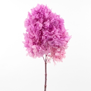 Гортензия метельчатая, 50см, розовый в интернет-магазине флористических аксессуаров Азалия Декор
