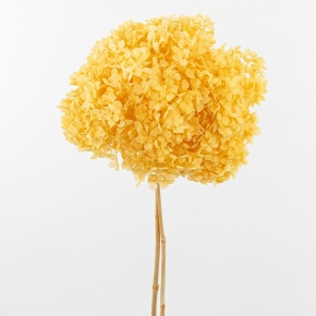 Гортензия, 60-65 см, шампань в интернет-магазине флористических аксессуаров Азалия Декор