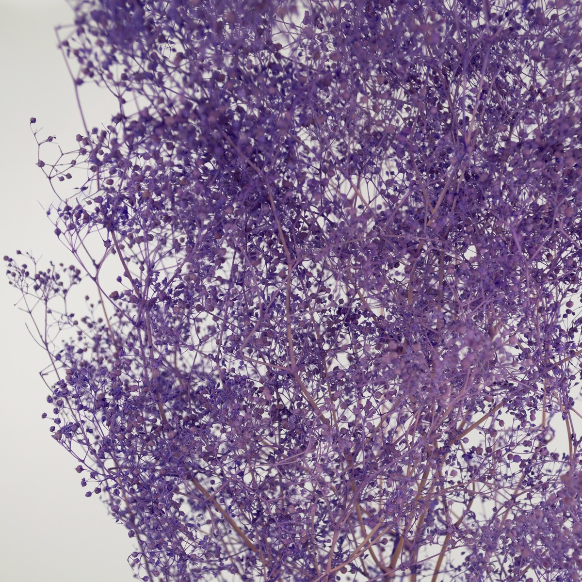 Набор гипсофилы 50гр, 60 см, сиреневый в интернет-магазине флористических аксессуаров Азалия Декор