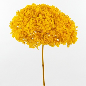 Гортензия, 60-65 см, желтый в интернет-магазине флористических аксессуаров Азалия Декор