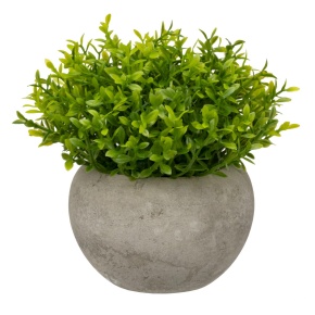 Растение в кашпо, H12x12см, светло-зеленый в интернет-магазине флористических аксессуаров Азалия Декор