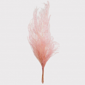 Набор аспарагуса 80гр, 80-100 см, нежно-розовый в интернет-магазине флористических аксессуаров Азалия Декор