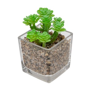 Суккулент в кашпо, Н11х6х6см, зеленый в интернет-магазине флористических аксессуаров Азалия Декор