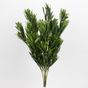 Ветка Подокарп на вставке, 53см, зеленый в интернет-магазине флористических аксессуаров Азалия Декор