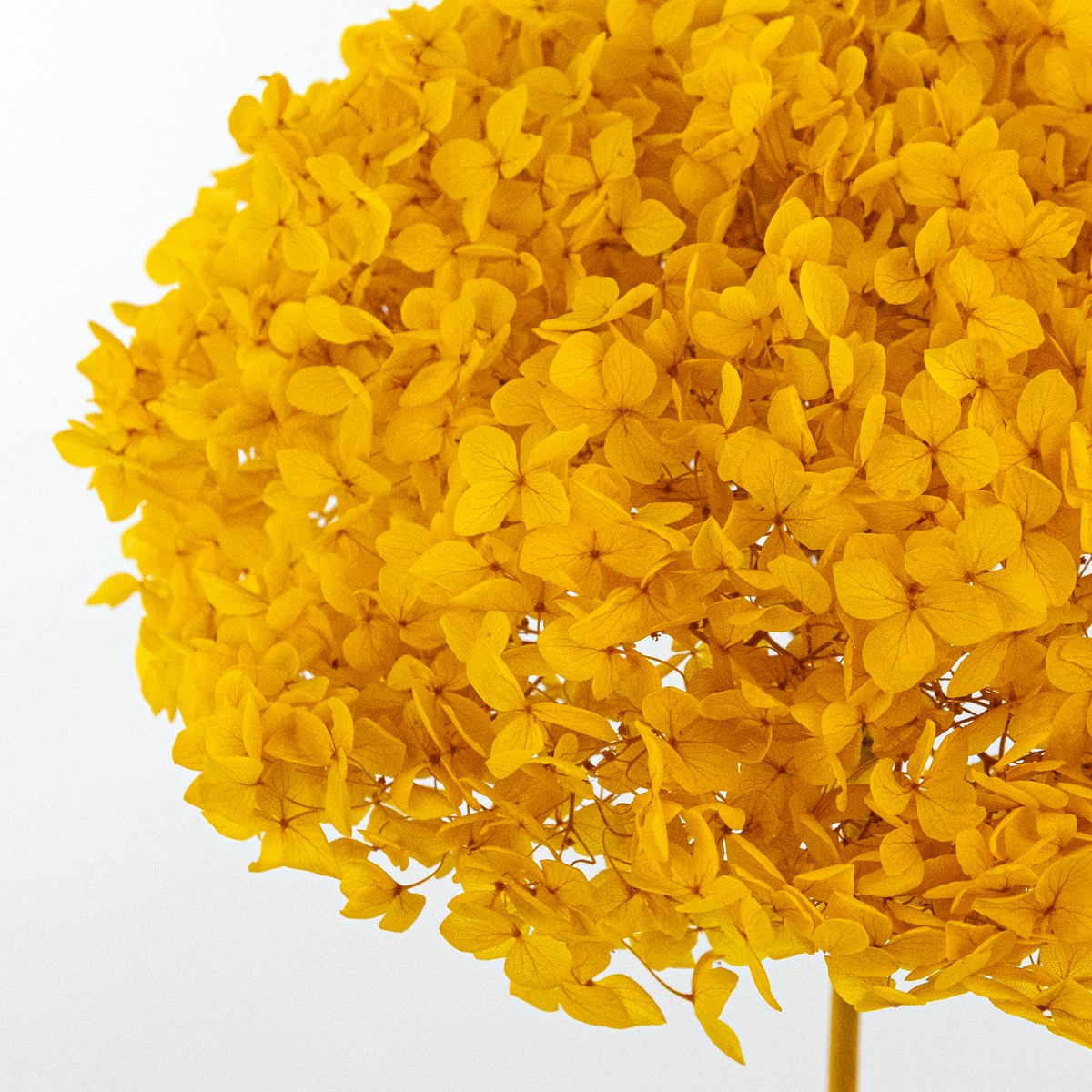 Гортензия, 60-65 см, желтый в интернет-магазине флористических аксессуаров Азалия Декор