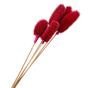 Набор сухоцветов Ворсянка 5шт., 60 см, красный в интернет-магазине флористических аксессуаров Азалия Декор