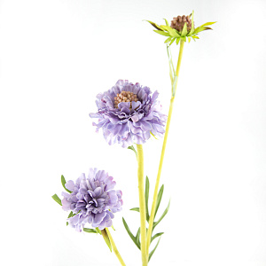 Скабиоза, 70см, сиреневый в интернет-магазине флористических аксессуаров Азалия Декор