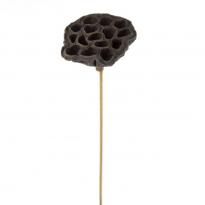 Лотос на вставке, 8х50 см, натуральный в интернет-магазине флористических аксессуаров Азалия Декор