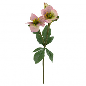 Хелеборус, 40см, светло-розовый в интернет-магазине флористических аксессуаров Азалия Декор