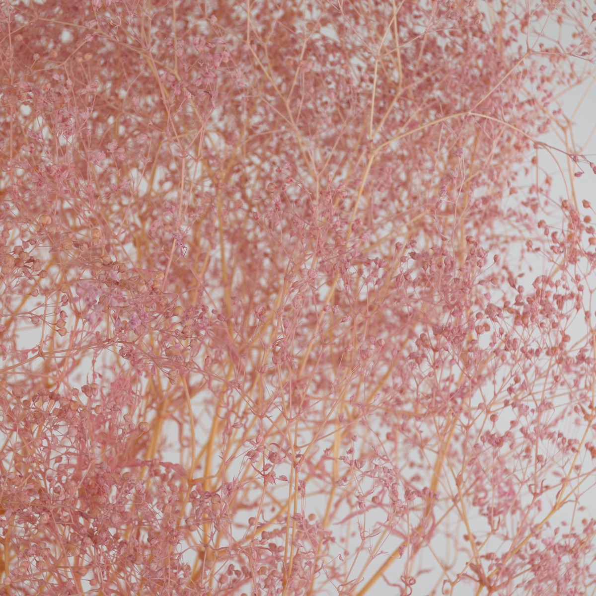 Набор Гипсофилы 50гр, 60 см, розовый в интернет-магазине флористических аксессуаров Азалия Декор