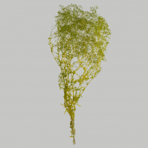 Набор Гипсофилы 50гр, 60 см, зеленый в интернет-магазине флористических аксессуаров Азалия Декор