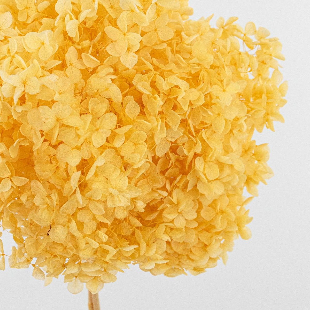 Гортензия, 60-65 см, шампань в интернет-магазине флористических аксессуаров Азалия Декор