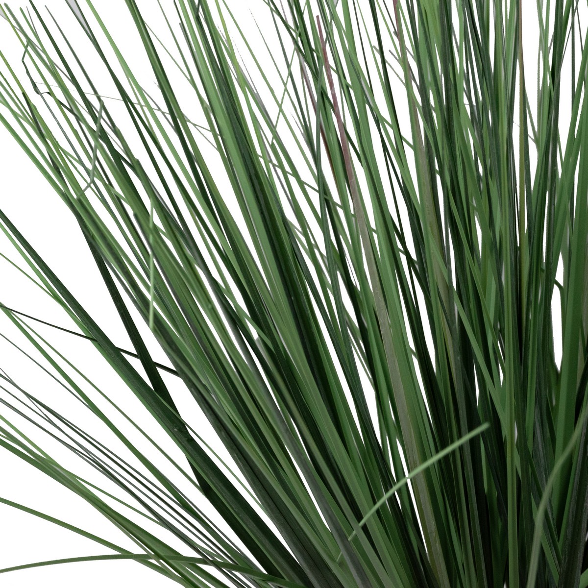 Тростник в кашпо, 71см, зеленый в интернет-магазине флористических аксессуаров Азалия Декор