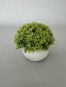 Растение в кашпо, H12x12см, зеленый в интернет-магазине флористических аксессуаров Азалия Декор