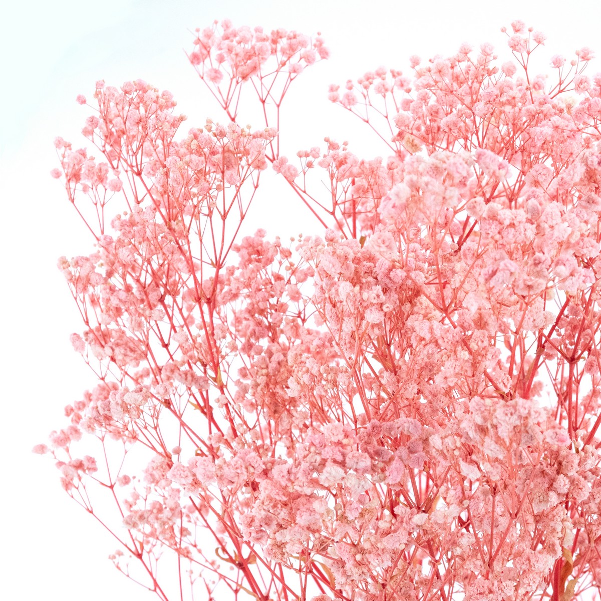 Набор Гипсофилы 120 гр, 75 см, светло-розовый в интернет-магазине флористических аксессуаров Азалия Декор