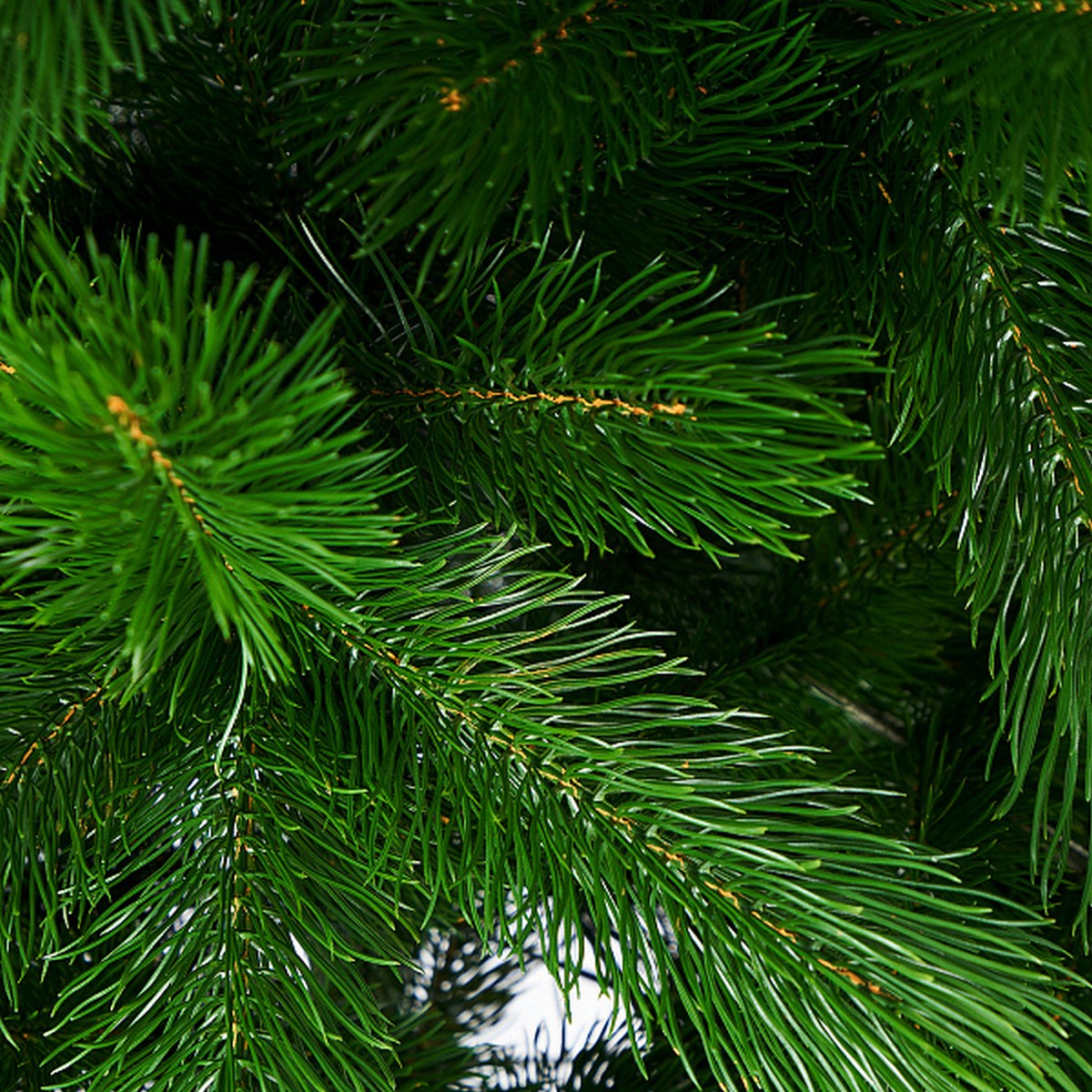 Ель искусственная Крымская (PE), 1,8м, зеленый в интернет-магазине флористических аксессуаров Азалия Декор
