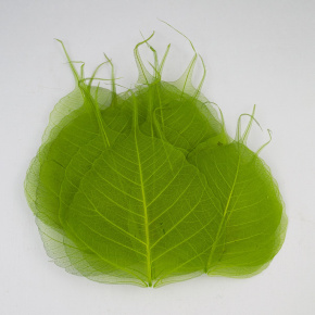 Набор листьев скелетированных 50 шт., зеленый в интернет-магазине флористических аксессуаров Азалия Декор