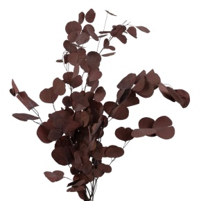 Эвкалипт 100гр., 70 см, коричневый в интернет-магазине флористических аксессуаров Азалия Декор