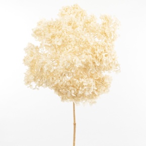 Гортензия, 60-65 см, кремовый в интернет-магазине флористических аксессуаров Азалия Декор