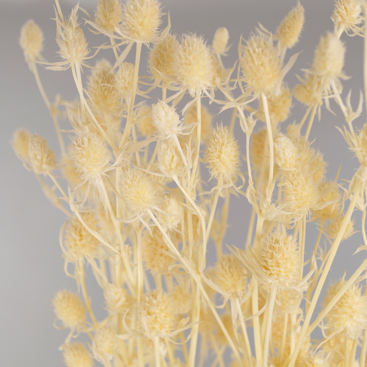 Набор эрингиума 80гр, 70 см, белый в интернет-магазине флористических аксессуаров Азалия Декор