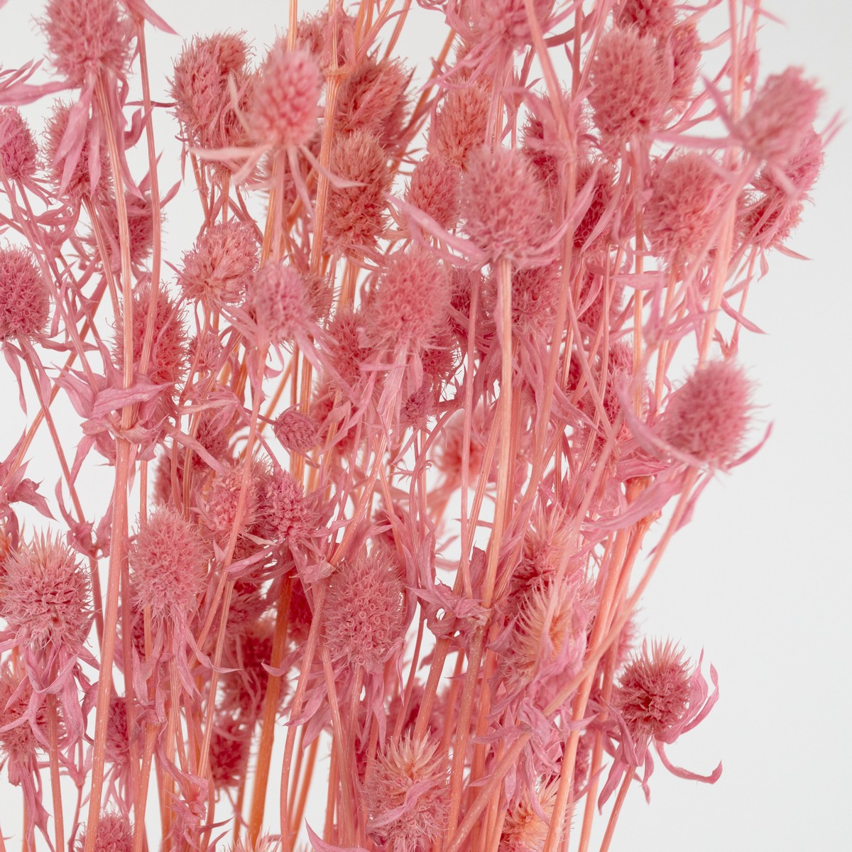 Набор эрингиума 80гр, 70 см, розовый в интернет-магазине флористических аксессуаров Азалия Декор