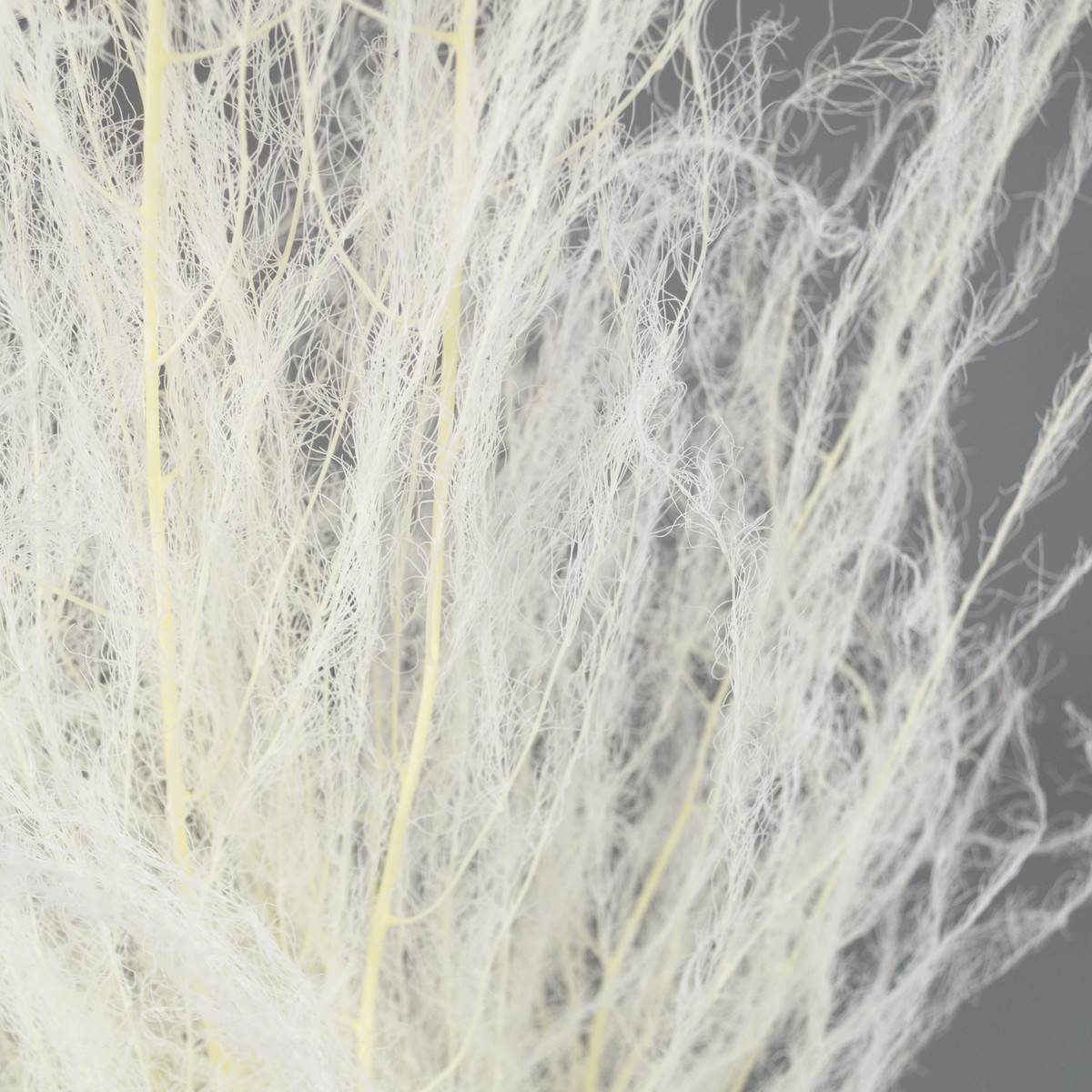 Набор аспарагуса 80гр, 80-100 см, белый в интернет-магазине флористических аксессуаров Азалия Декор