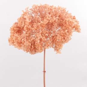 Гортензия, 60-65 см, персиковый в интернет-магазине флористических аксессуаров Азалия Декор