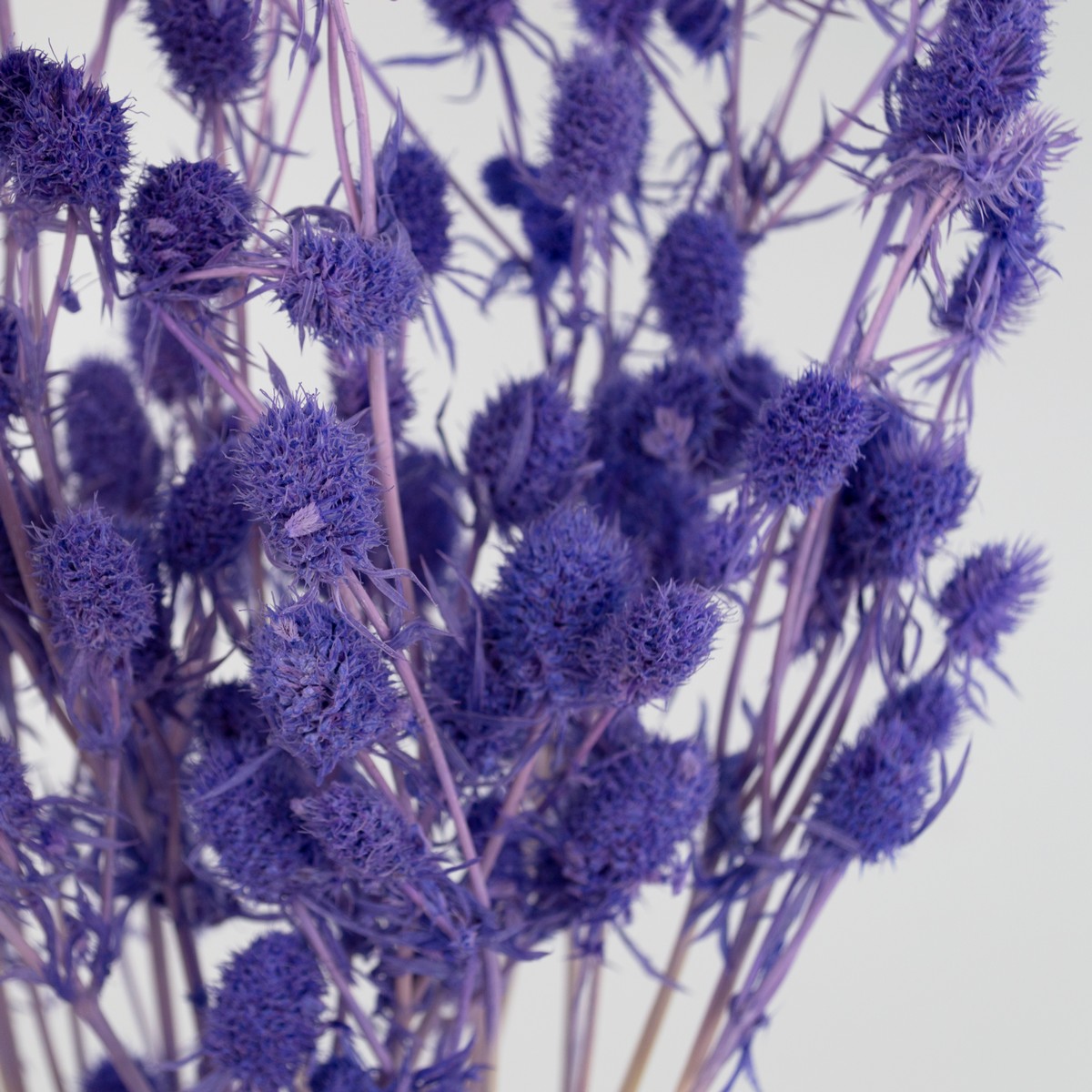 Набор эрингиума 80гр, 70 см, сиреневый в интернет-магазине флористических аксессуаров Азалия Декор