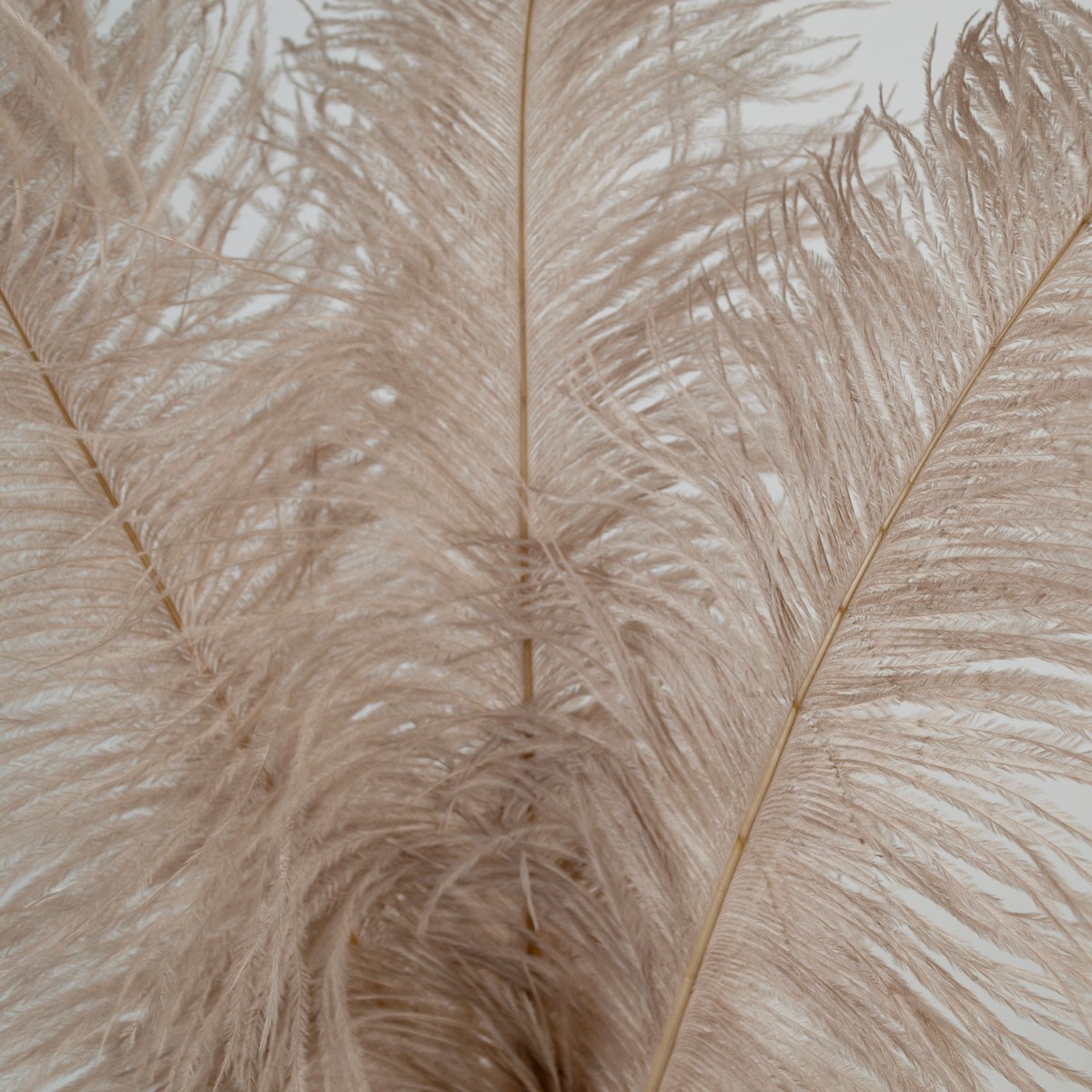 Набор перьев страуса 3шт., 45-50см, кофейный в интернет-магазине флористических аксессуаров Азалия Декор