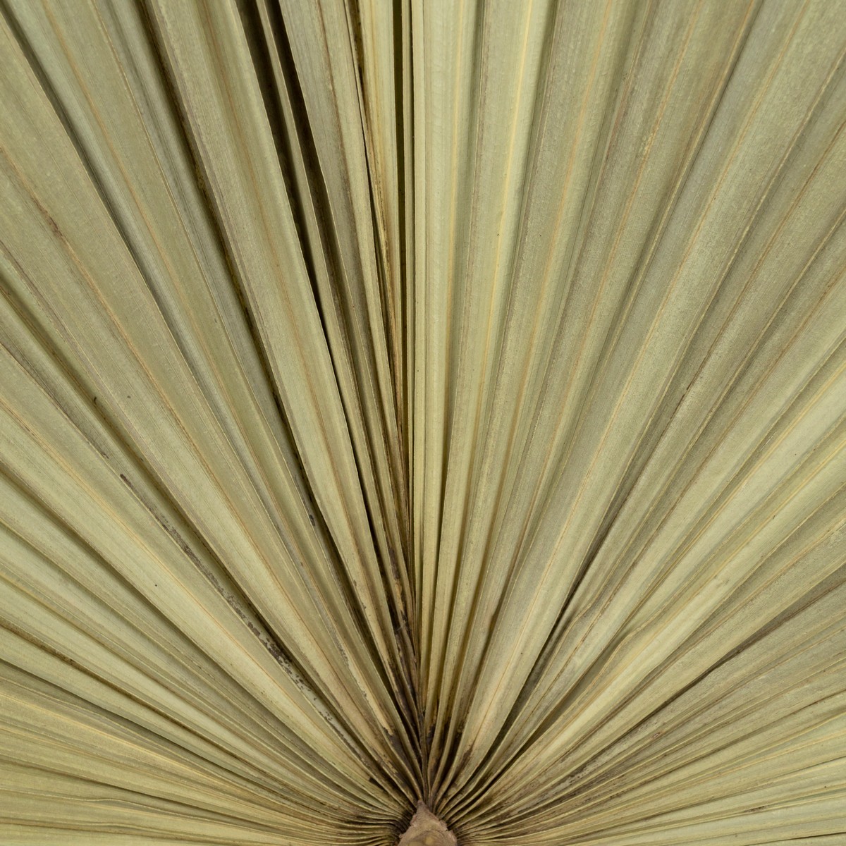 Пальмовый лист, 60 см, натуральный в интернет-магазине флористических аксессуаров Азалия Декор