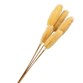 Набор сухоцветов Ворсянка 5шт., 60 см, кремовый в интернет-магазине флористических аксессуаров Азалия Декор