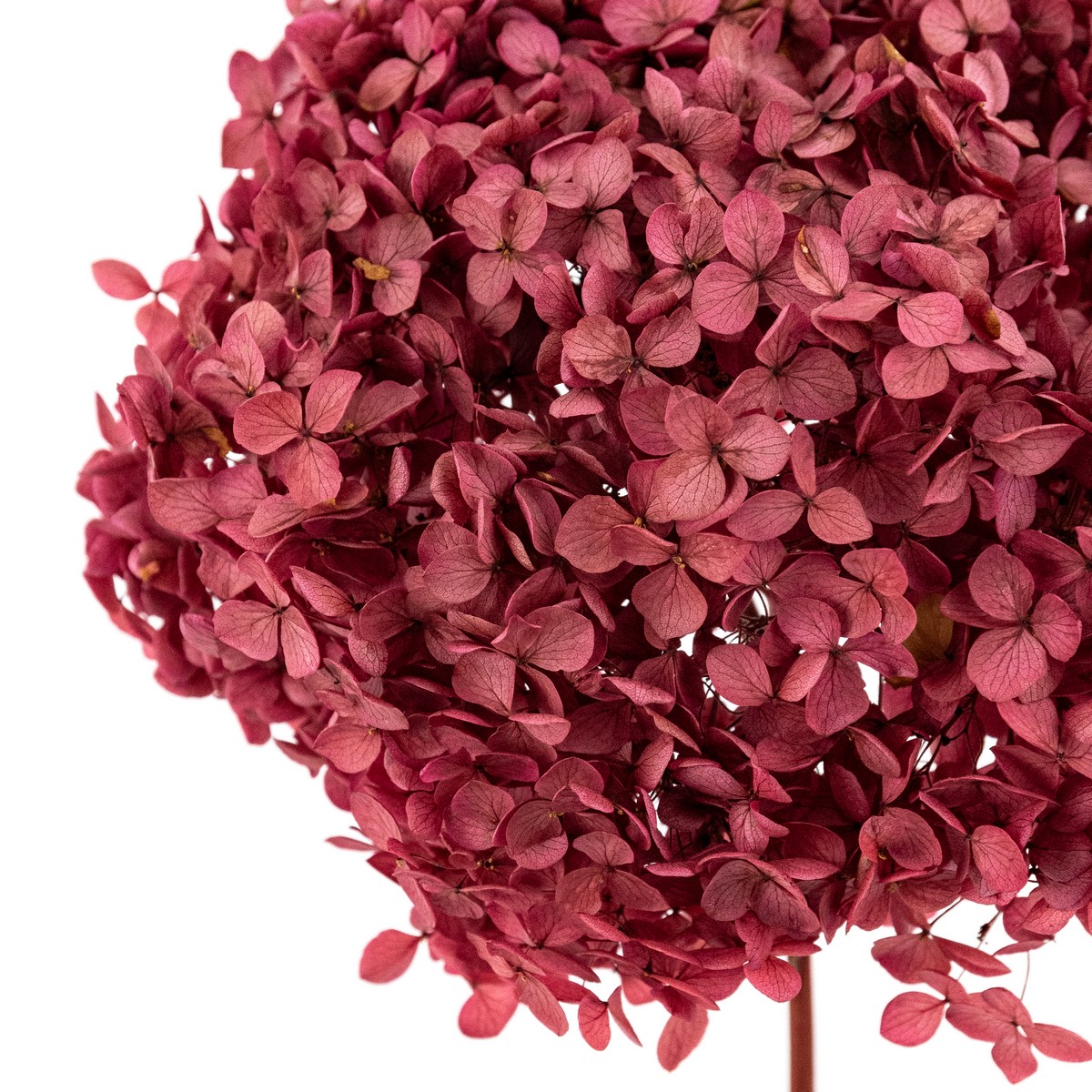Гортензия, 60-65 см, фуксия в интернет-магазине флористических аксессуаров Азалия Декор
