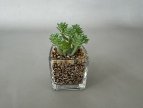 Суккулент в кашпо, Н11х6х6см, зеленый в интернет-магазине флористических аксессуаров Азалия Декор