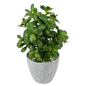 Крассула в кашпо, 41см, зеленый в интернет-магазине флористических аксессуаров Азалия Декор