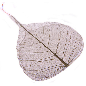 Набор листьев скелетированных 50 шт., белый в интернет-магазине флористических аксессуаров Азалия Декор