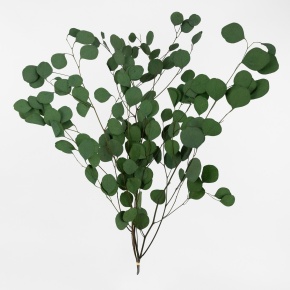 Эвкалипт 100гр., 70 см, зеленый в интернет-магазине флористических аксессуаров Азалия Декор