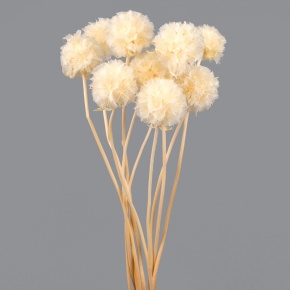 Набор сухоцветов Скабиоза 10шт., 30 см, белый в интернет-магазине флористических аксессуаров Азалия Декор