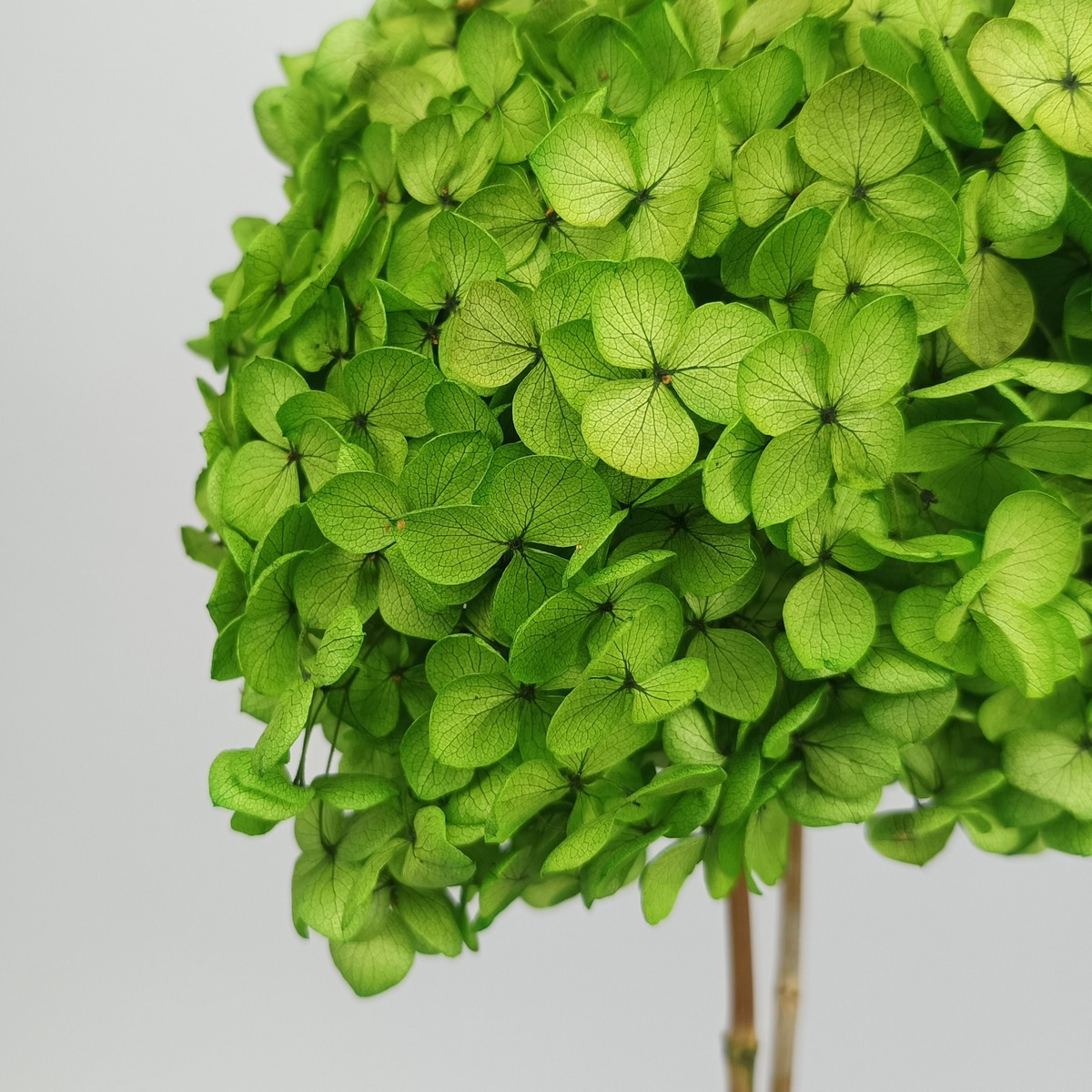 Гортензия, 60-65 см, хаки в интернет-магазине флористических аксессуаров Азалия Декор