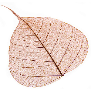 Набор листьев скелетированных 50 шт., оранжевый в интернет-магазине флористических аксессуаров Азалия Декор
