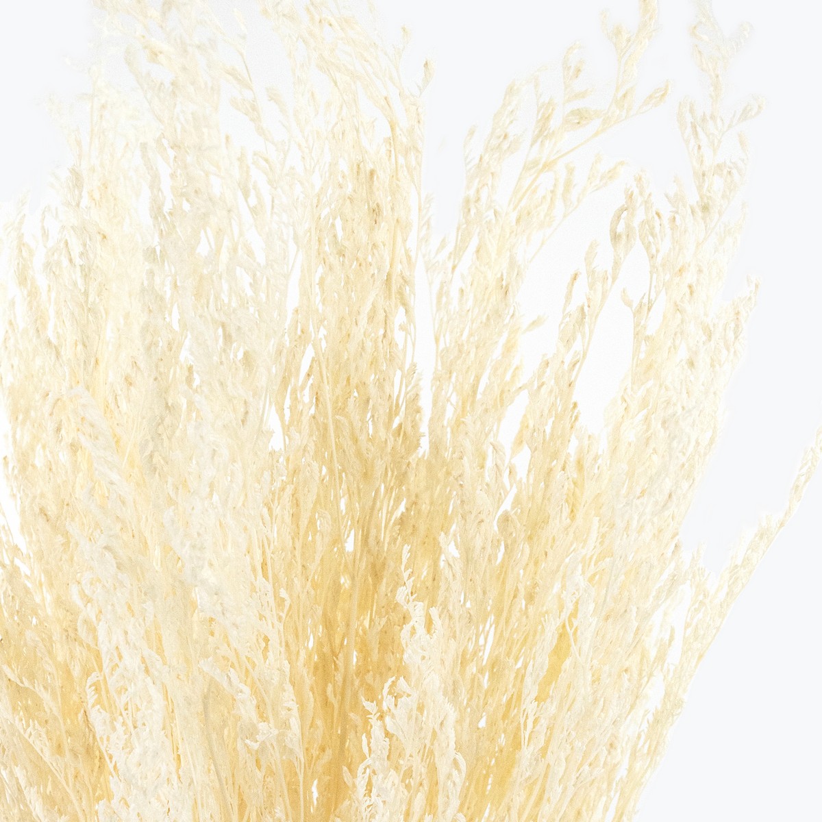 Набор Лимониума 100 гр, 70 см, кремовый в интернет-магазине флористических аксессуаров Азалия Декор