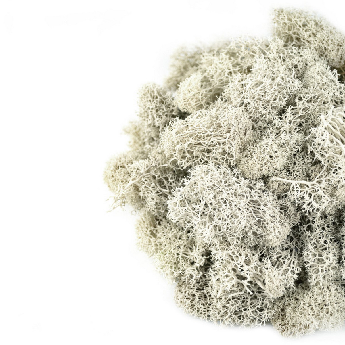 Мох ягель 400гр., белый в интернет-магазине флористических аксессуаров Азалия Декор