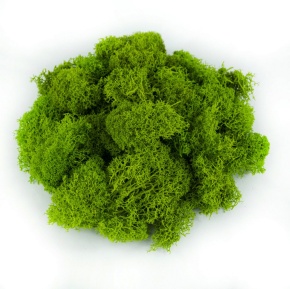 Мох ягель 400гр., лайм в интернет-магазине флористических аксессуаров Азалия Декор