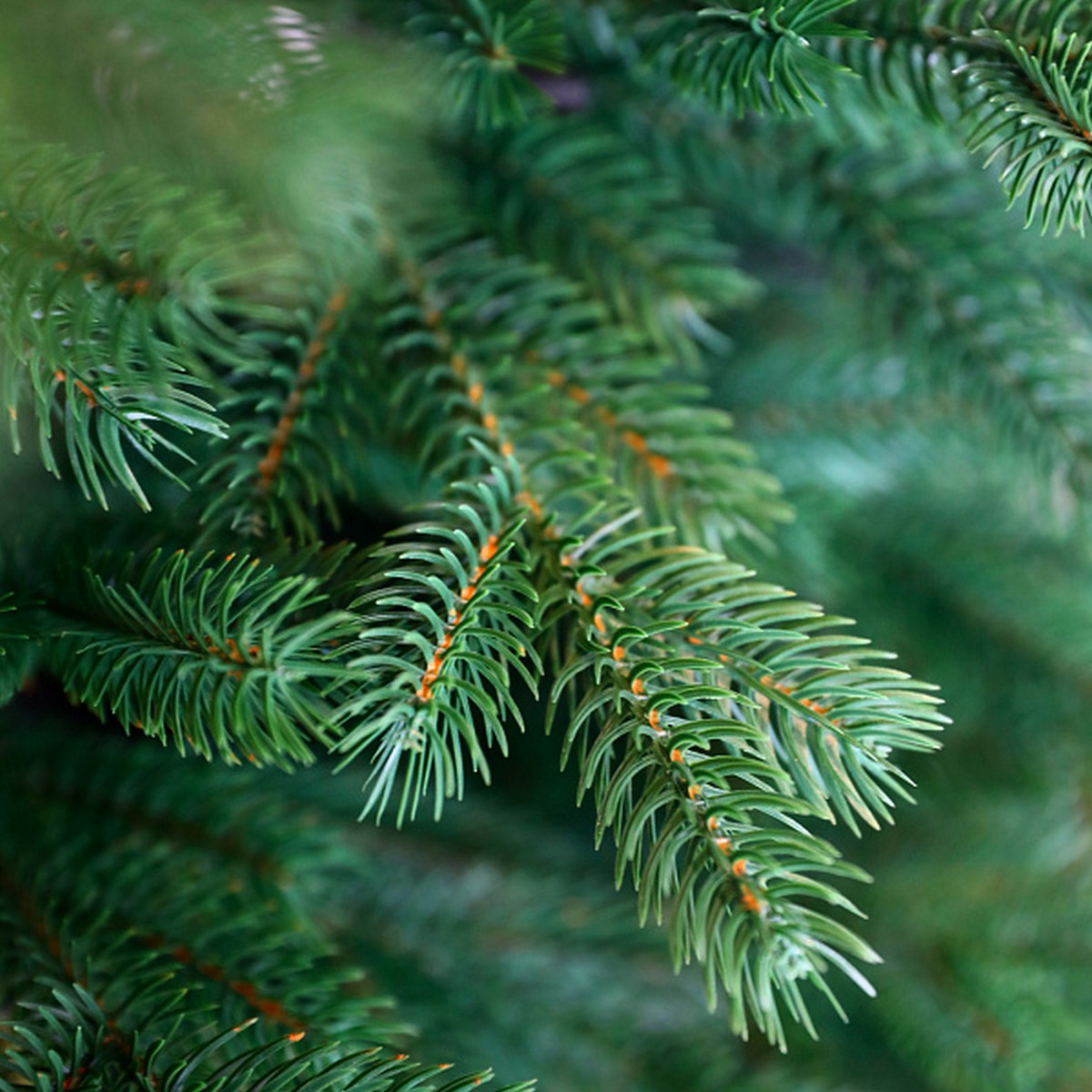 Ель искусственная Суздальская (PE), 2,4 м, зеленый в интернет-магазине флористических аксессуаров Азалия Декор